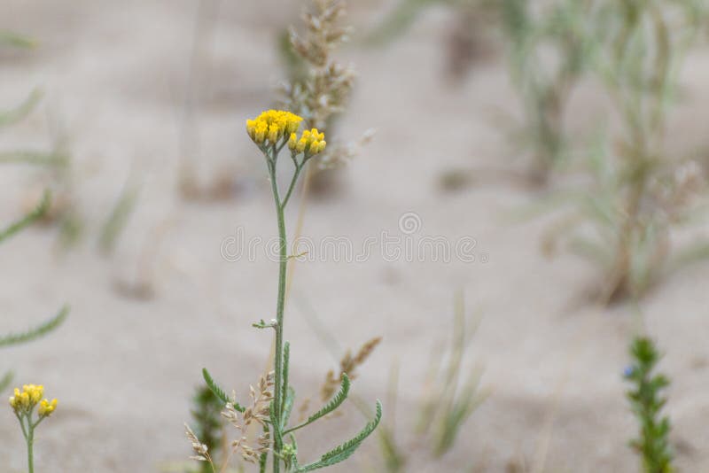 沙宏中的黄小唐茜花库存图片 图片包括有草本 抽象 沙子 植物群 艾菊 本质 淡色 夏天
