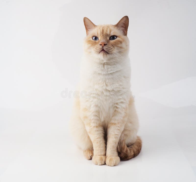 泰式奶油点猫 白色背景上带红色鼻尾的白猫库存照片 图片包括有橙色 表面 鼻子 人们 奶油 泰式奶油点猫 白色背景上带红色鼻尾的白猫库存照片 图片包括有橙色 表面 鼻子 人们 奶油