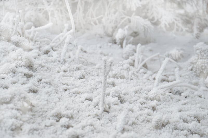 浅冬背景 雪纹库存照片 图片包括有没人 谷物 树冰 特写镜头 背包 神仙 12月 结构树