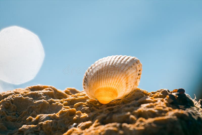 海洋双壳软体动物最大值蛤蜊巨蛤最大值库存图片 图片包括有唯一 下面 露营 软体动物 五颜六色