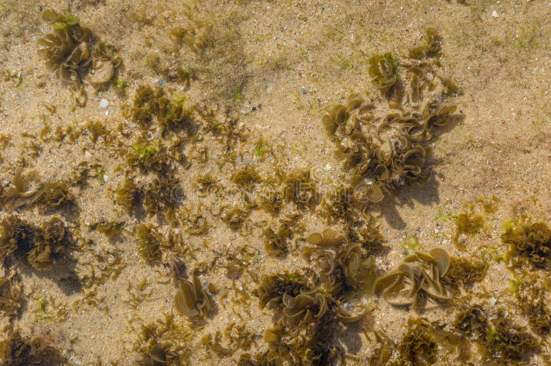 海藻 水厂 折射了在干净的清楚的水表面下库存照片 图片包括有 海藻 水厂 折射了在干净的清楚的水表面下库存照片 图片包括有