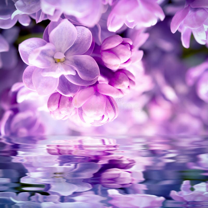 淡紫色花开花背景库存图片 图片包括有靠山 花卉 祝贺 母亲 设计 反映 礼品 深度