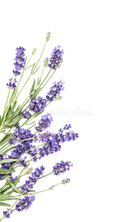 淡紫色草本花bunchwhite背景花卉边界库存图片 图片包括有 淡紫色草本花bunchwhite背景花卉边界库存图片 图片包括有