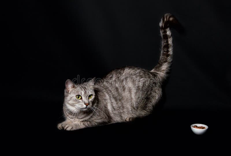 深色背景中隔离的猫 猫的特写 工作室里的猫 有广告和文字的空间 猫库存照片 图片包括有国内 前面 深色背景中隔离的猫 猫的特写 工作室里的猫 有广告和文字的空间 猫库存照片 图片包括有国内 前面