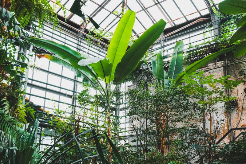 植物园温室中的绿色热带植物植物苗圃库存图片 图片包括有温室 苗圃 结构树 绿色 花卉