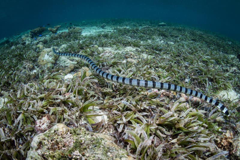 游泳在海草的被结合的海蛇库存照片 图片包括有