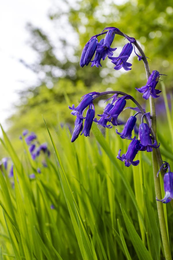 漂亮的蓝紫色早春英国林地的花 库存图片 图片包括有本质 紫色 工厂 保护 森林 英语