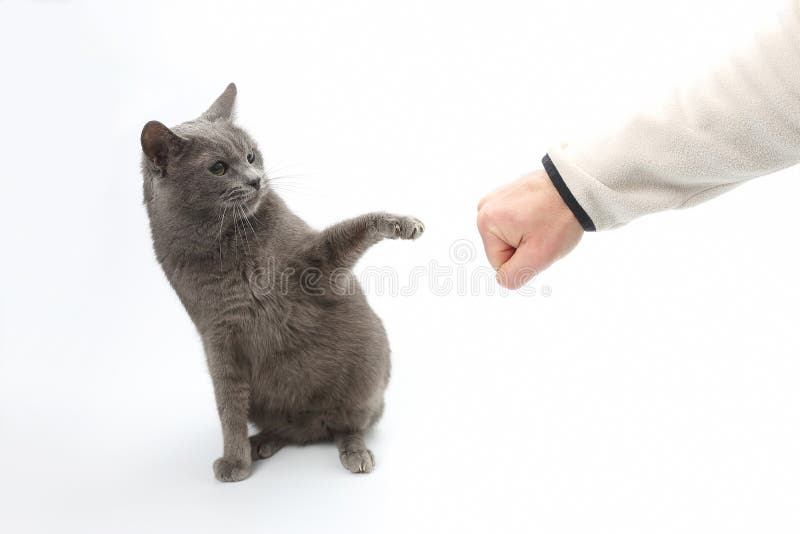 灰色猫受有爪的被伸出的爪子的保护库存照片 图片包括有野兽 现有量 逗人喜爱 灰色 生活 保留 灰色猫受有爪的被伸出的爪子的保护库存照片 图片包括有野兽 现有量 逗人喜爱 灰色 生活 保留