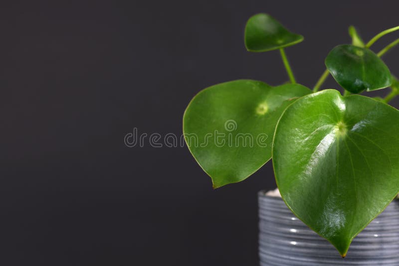 灰花盆中厚心形叶的热带 花盆花 库存照片 图片包括有工厂 自然 空间 热带 胡椒 幅射器 灰花盆中厚心形叶的热带 花盆花 库存照片 图片包括有工厂 自然 空间 热带 胡椒 幅射器