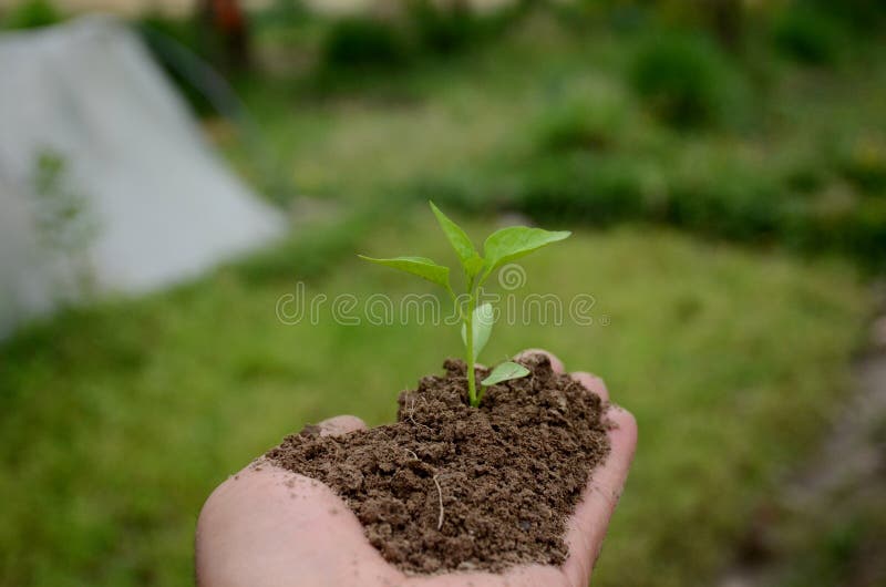焦绿背景下的寒冷植物土壤堆库存图片 图片包括有从事园艺 地球 新鲜 居住 生物 重点 焦绿背景下的寒冷植物土壤堆库存图片 图片包括有从事园艺 地球 新鲜 居住 生物 重点