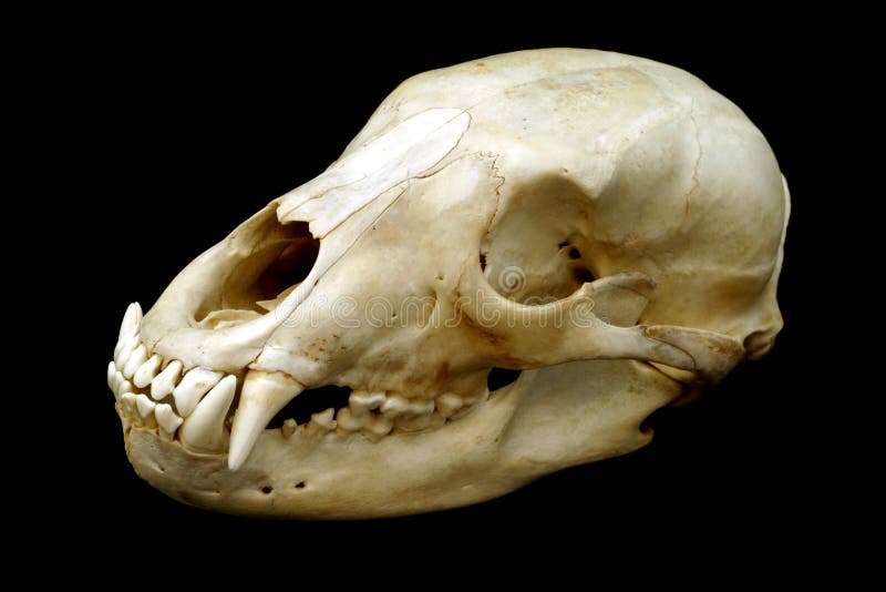 熊头骨库存照片 图片包括有