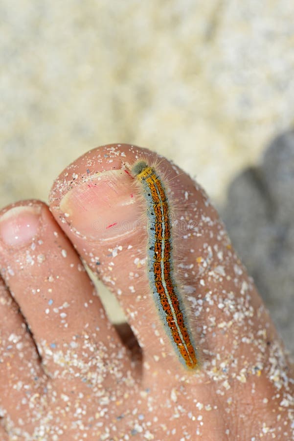 Malacosoma Neustria长毛的蓝色毛虫坐苹果树板料库存图片 图片包括有长毛 申请人 Malacosoma Neustria长毛的蓝色毛虫坐苹果树板料库存图片 图片包括有长毛 申请人