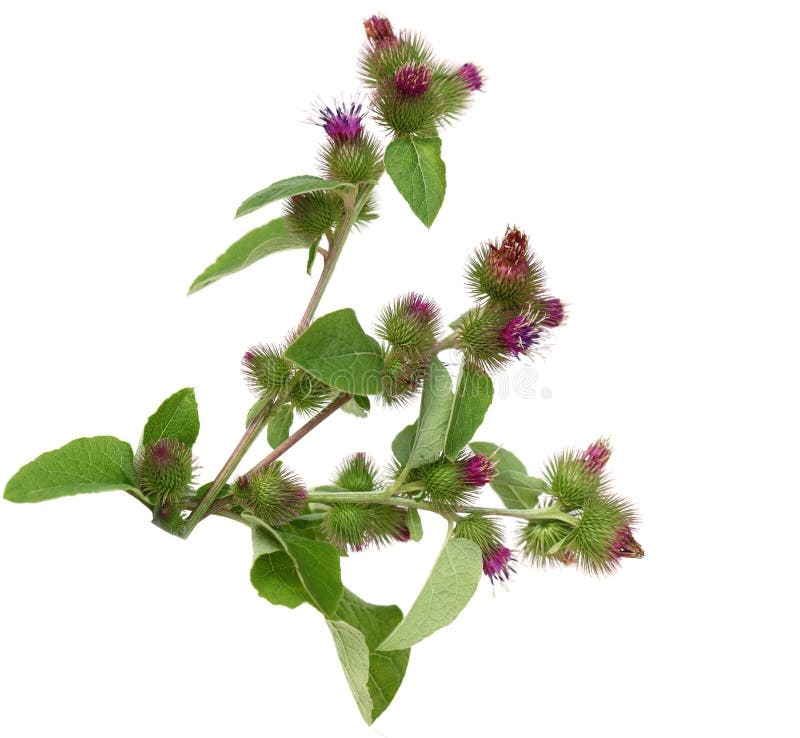 牛蒡花库存图片 图片包括有自治权 通配 可食 玻色子 绿色 叶子 粉红色 长毛 野花