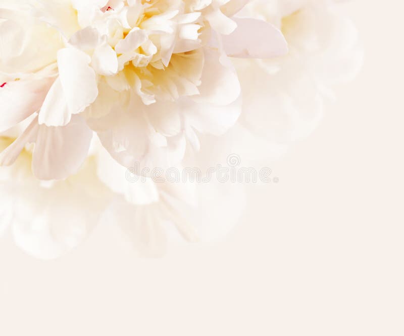牡丹背景库存照片 图片包括有充分 空白 部分 花瓣 春天 四季不断 牡丹 结构树 柔和