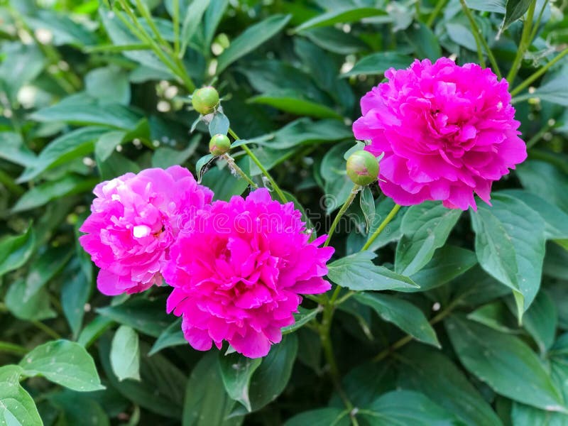 牡丹花开的特写库存图片 图片包括有本质 新近地 开花 浪漫 不同 符合 玫瑰 婚礼 牡丹花开的特写库存图片 图片包括有本质 新近地 开花 浪漫 不同 符合 玫瑰 婚礼