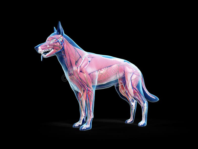 犬类解剖库存例证 插画包括有 犬类解剖库存例证 插画包括有