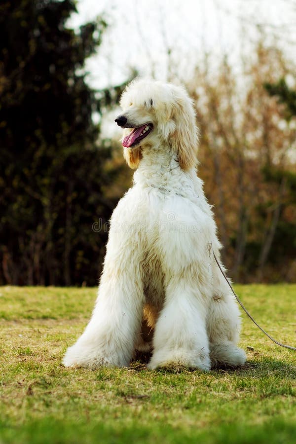 狗阿富汗猎犬奔跑 库存照片. 图片 包括有 - 68092738