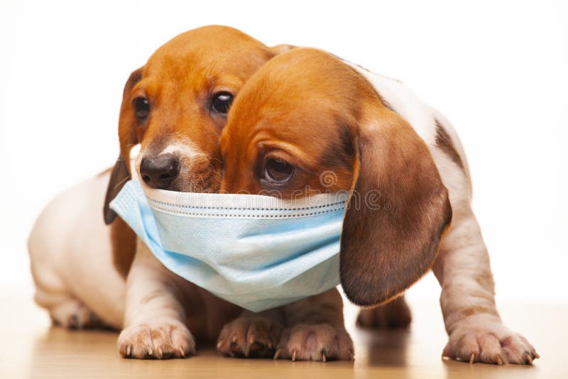 犬白背景图像库存照片 图片包括有有效地 愉快 系列 时段 查出 招待 查找 影片 犬白背景图像库存照片 图片包括有有效地 愉快 系列 时段 查出 招待 查找 影片