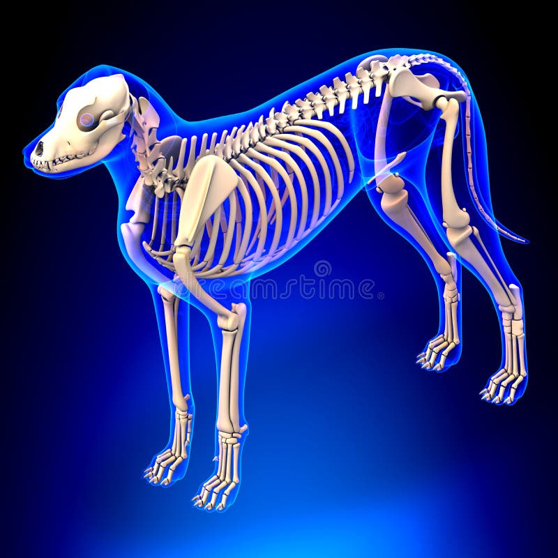 狗骨骼 天狼犬座familiaris解剖学 正面图库存图片 图片包括有茴香 半径 图象 传记