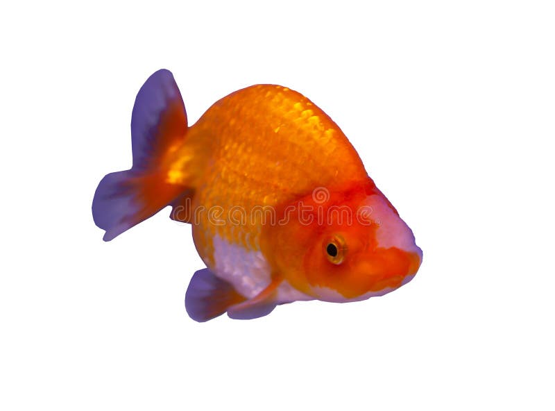 狮头金鱼库存照片 图片包括有关闭 红色 水族馆 欢欣 内部 淡水 生活 橙色 金子