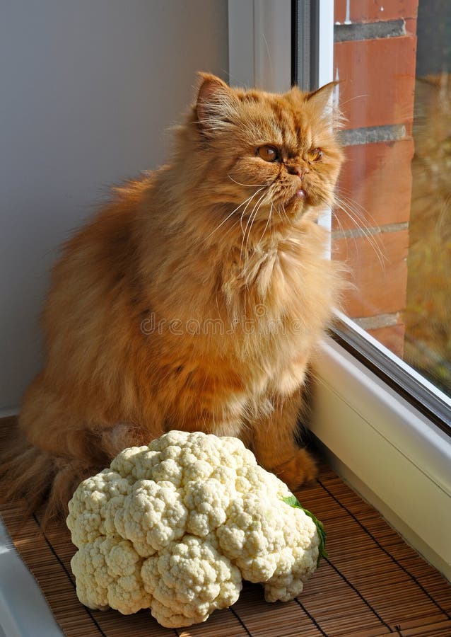 猫花椰菜库存照片 图片包括有 猫花椰菜库存照片 图片包括有