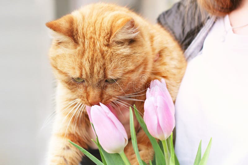 猫和郁金香猫和弹簧姜猫花库存图片 图片包括有敬慕 敌意 安静 花束 本质 工厂 女衬衫