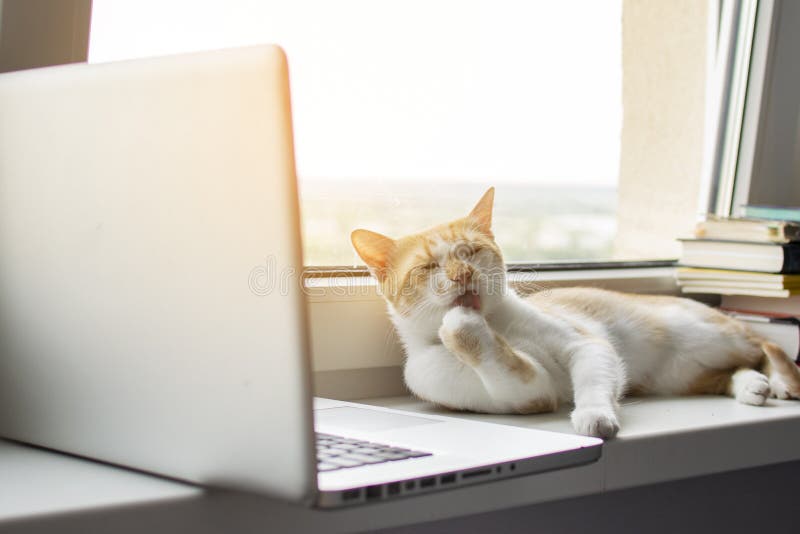猫靠窗 拿着笔记本 看着监视器 小猫用电脑库存图片 图片包括有乐趣 橙色 概念 计算机 膝上型计算机