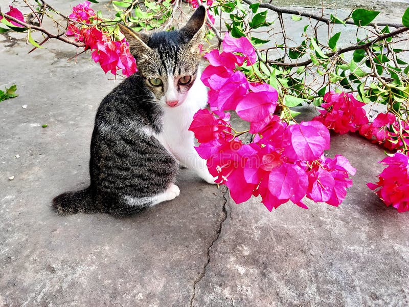 猫在花旁库存图片 图片包括有食肉动物 风景 结构树 工厂 粉红色 敌意 庭院 叶子