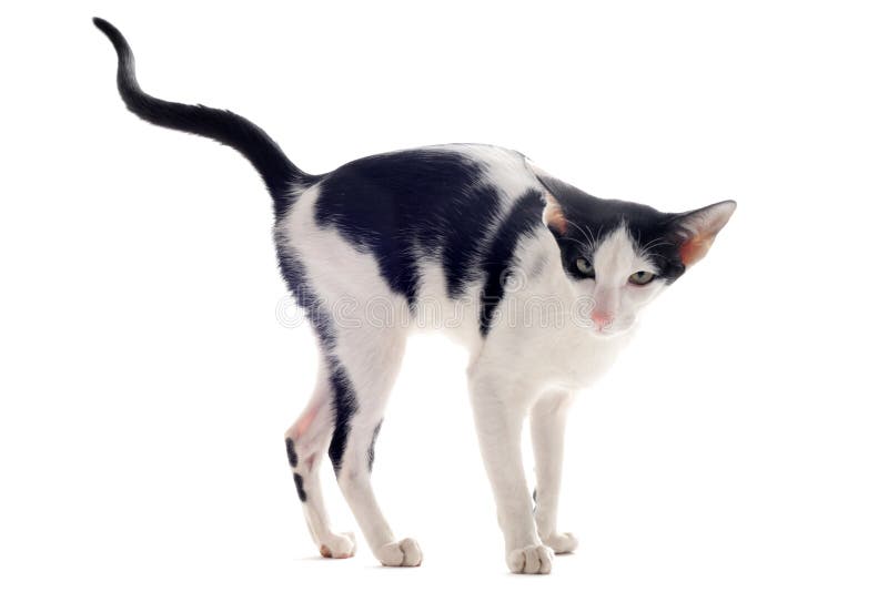 猫小便的东方人库存图片 图片包括有猫小便的东方人