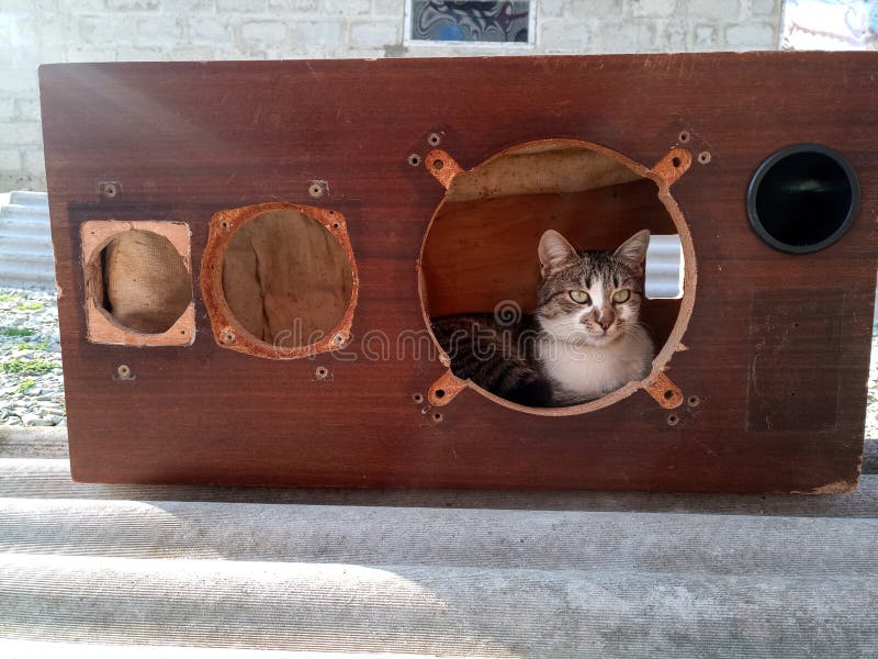 猫爬进了扬声器的外壳35ac 018声学复古系统修复案例研磨及库存图片 图片包括有苏维埃 工厂 猫爬进了扬声器的外壳35ac 018声学复古系统修复案例研磨及库存图片 图片包括有苏维埃 工厂