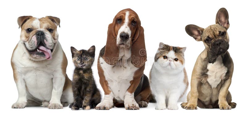 猫狗最前队白色库存图片 图片包括有水平 外出 心房 人们 剪切 查出 交配动物者 查找