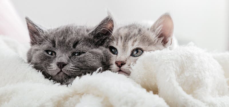 猫的脸在毯子下偷看 可爱有趣的小猫 白色背景中的一对猫咪肖像 猫看着 库存照片 图片包括有使用 安静 猫的脸在毯子下偷看 可爱有趣的小猫 白色背景中的一对猫咪肖像 猫看着 库存照片 图片包括有使用 安静