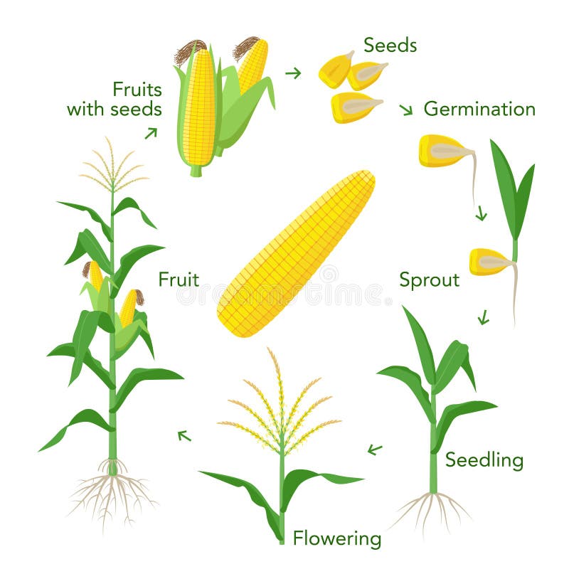 在平的设计的豌豆植物生长阶段infographic元素豌豆的种植过程从种子的发芽对成熟向量例证 插画包括有耕种 培养 在平的设计的豌豆植物生长阶段infographic元素豌豆的种植过程从种子的发芽对成熟向量例证 插画包括有耕种 培养