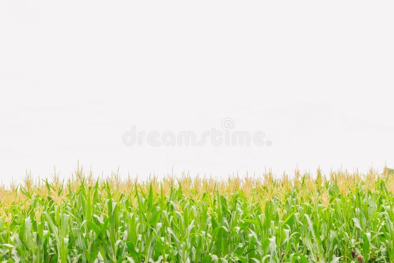 玉米软的焦点 印第安玉米 玉米 玉蜀黍属5月 禾本科 稻科植物类 植物领域与白色天空和拷贝间隔背景库存照片 图片包括有环境 本质 玉米软的焦点 印第安玉米 玉米 玉蜀黍属5月 禾本科 稻科植物类 植物领域与白色天空和拷贝间隔背景库存照片 图片包括有环境 本质