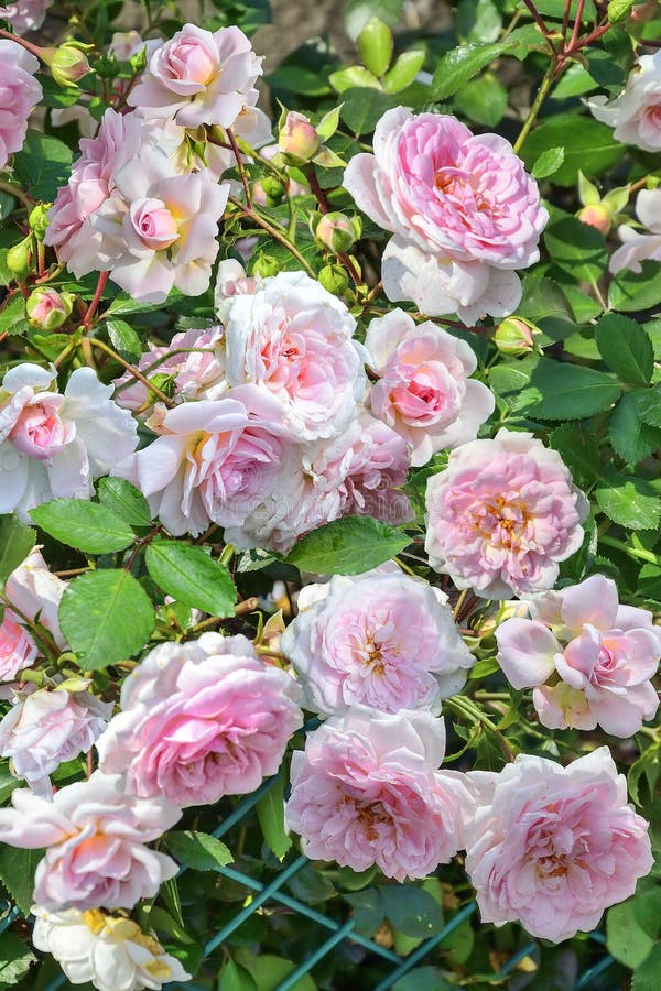 玫瑰园中的浅粉色英式玫瑰花库存图片 图片包括有生气勃勃 本质 英语 苍白 特写镜头 绿色