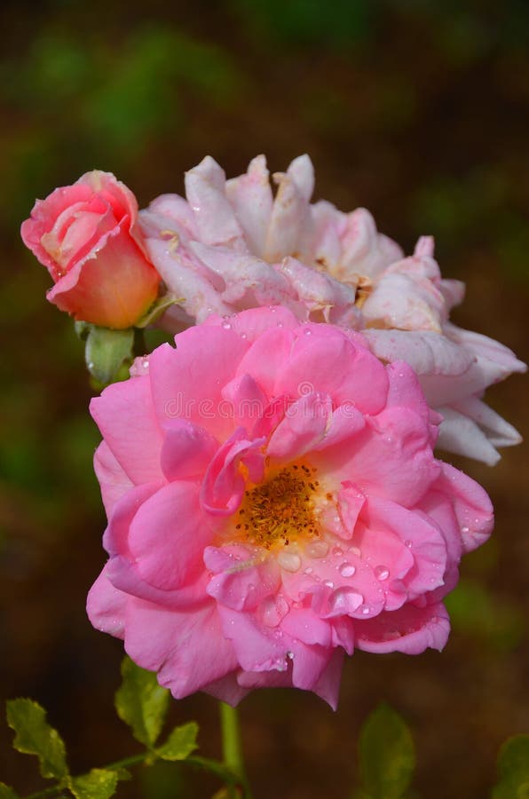 玫瑰是蔷薇科 Rosaceae 属的木本常年开花植物 或它所承载的花库存照片 图片包括有那里 开花 玫瑰是蔷薇科 Rosaceae 属的木本常年开花植物 或它所承载的花库存照片 图片包括有那里 开花