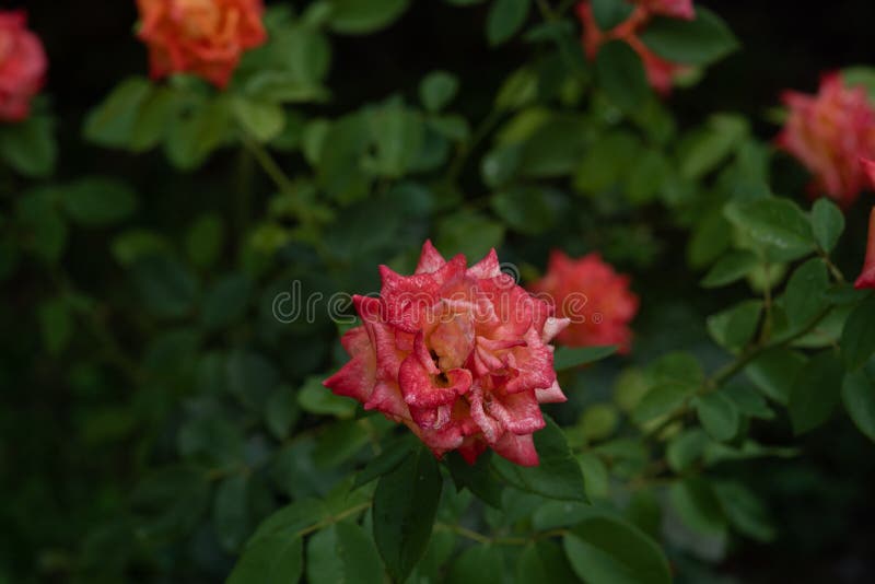 玫瑰珊瑚花在花园里夏秋雨季玫瑰库存照片 图片包括有夏秋雨季玫瑰 花在花园里 玫瑰珊瑚 玫瑰珊瑚花在花园里夏秋雨季玫瑰库存照片 图片包括有夏秋雨季玫瑰 花在花园里 玫瑰珊瑚