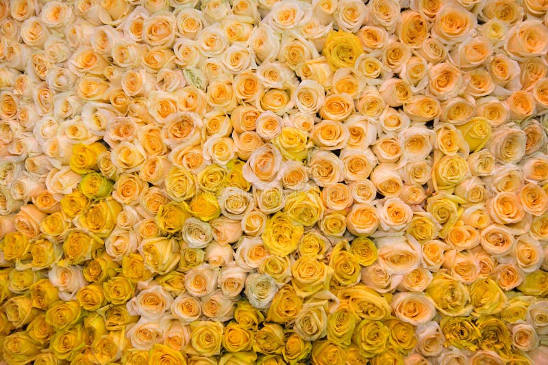 玫瑰花黄白茶色背景背景 结构 设计花卉种植 库存图片 图片包括有适合 靠山 五颜六色 问题的