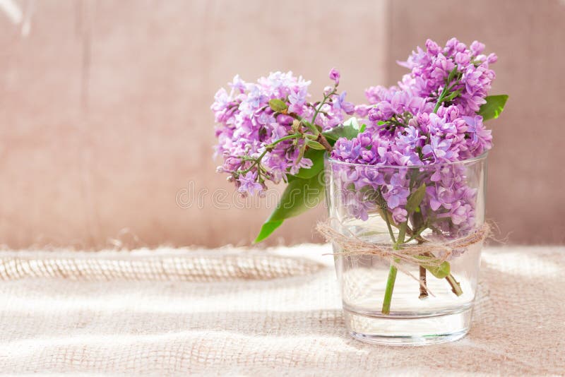 紫丁香紫枝花卉花朵春夏背景库存照片 图片包括有庭院 晴朗 粉红色 花束 玻色子 季节