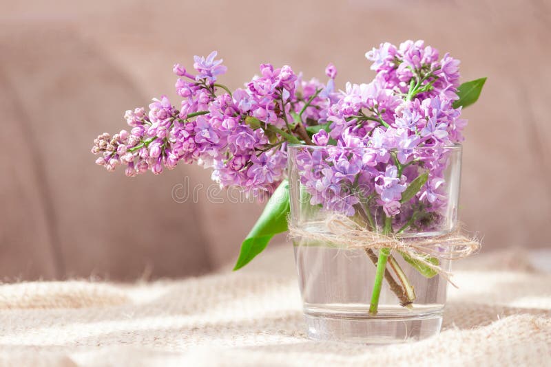 紫丁香紫枝花卉花朵春夏背景库存照片 图片包括有庭院 晴朗 粉红色 花束 玻色子 季节