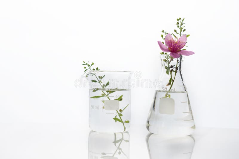 玻璃瓶和烧杯医学保健学白实验室背景中的粉花绿草植物库存图片 图片包括有双眼 装饰 生态 设计 玻璃瓶和烧杯医学保健学白实验室背景中的粉花绿草植物库存图片 图片包括有双眼 装饰 生态 设计