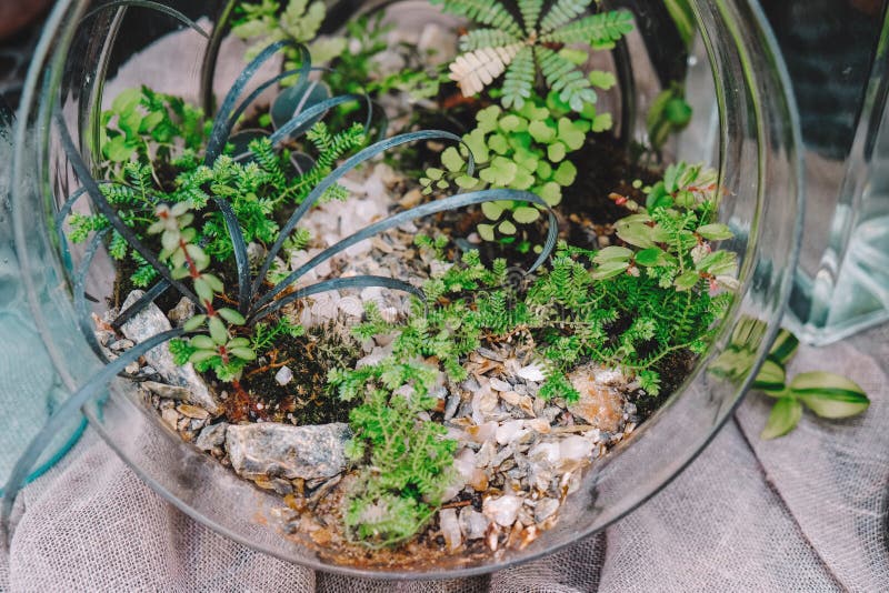 玻璃花卉馆的迷你花园家居植物库存照片 图片包括有花瓶 编排者 工厂 玻色子 内部 收集