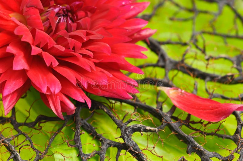 珊瑚花库存照片 图片包括有宏指令 关闭 工厂 完美 背包 照亮 红色 珊瑚 大丽花