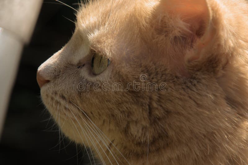 生姜猫 脸和头像库存照片 图片包括有颊须 庭院 阳光 裂缝 未看见 马车 照亮 宠物 生姜猫 脸和头像库存照片 图片包括有颊须 庭院 阳光 裂缝 未看见 马车 照亮 宠物