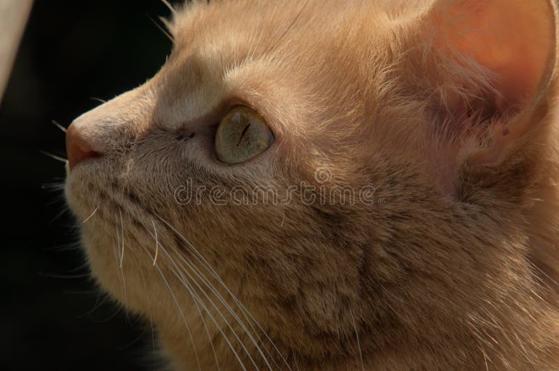 生姜猫 脸和头像库存照片 图片包括有颊须 庭院 阳光 裂缝 未看见 马车 照亮 宠物 生姜猫 脸和头像库存照片 图片包括有颊须 庭院 阳光 裂缝 未看见 马车 照亮 宠物