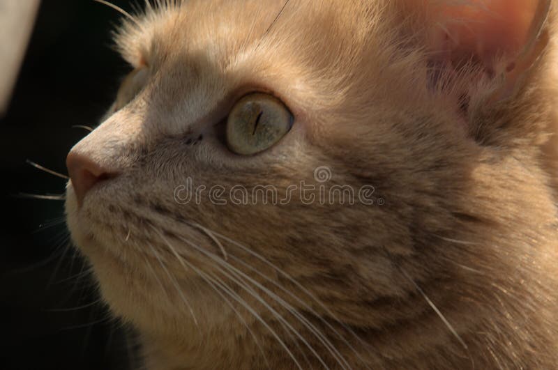 生姜猫 脸和头像库存照片 图片包括有颊须 庭院 阳光 裂缝 未看见 马车 照亮 宠物