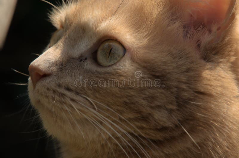 生姜猫 脸和头像库存照片 图片包括有颊须 庭院 阳光 裂缝 未看见 马车 照亮 宠物 生姜猫 脸和头像库存照片 图片包括有颊须 庭院 阳光 裂缝 未看见 马车 照亮 宠物