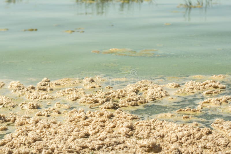 生物 藻类 细菌 瘙痒 无脊椎动物和真菌的集合体将组件转换为泡沫库存照片 图片包括有要素 结构