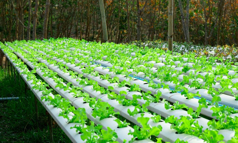 生长在种植剧情的水耕的系统流图水和肥料自动化的菜绿色橡木库存照片 图片包括有生长在种植剧情的水耕的系统流图水和肥料自动化的菜绿色橡木