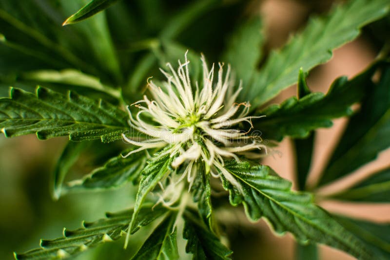 美丽的花大麻生长室内杂草开始开花的期间大麻库存照片 图片包括有新鲜 增长 非法 草本
